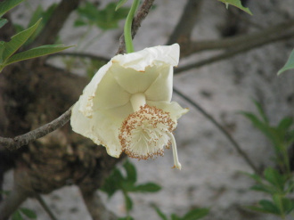 02 Fleur De Baobab